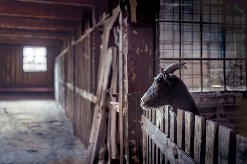 Majestic Goat in Farm Barn: Timeless Charm and Rural Simplicity by Elianne van Turennout