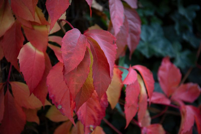 The colours of autumn in different splendours by Bianca Meyering Fotos - BMF