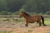Running Horse