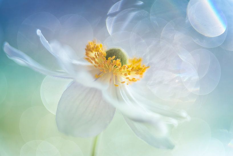 Wegfliegen von Christl Deckx