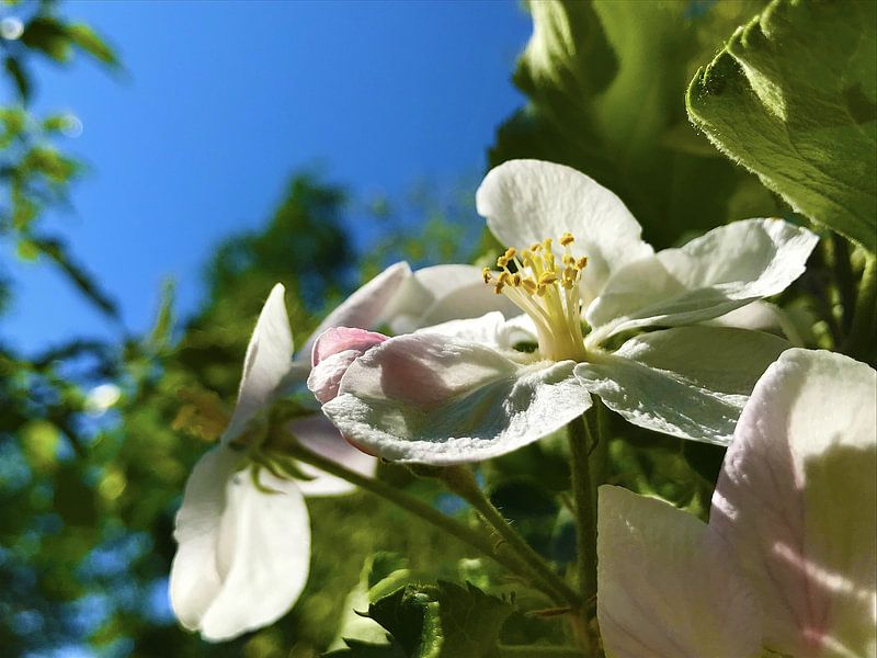Appelbloesem van Monique Maessen-Demoet