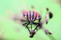 Stripe Bug