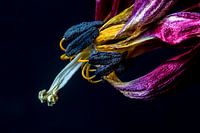 Tulpe bei ihrer Rückkehr