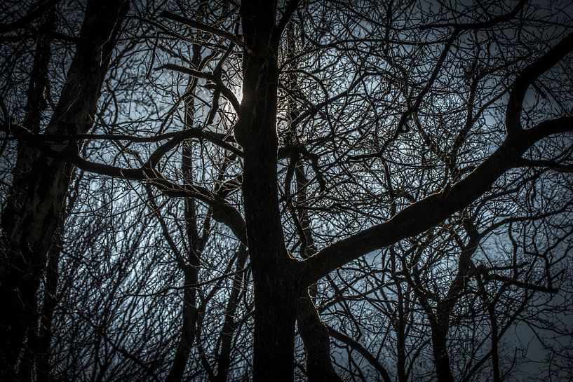 Zon verschuilt zich achter een boom by Kees van der Rest