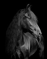 Friesian Horse Rixt