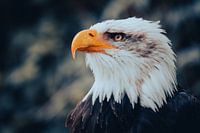 Der König der Lüfte – majestätisch und wachsam