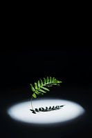 Polypodium