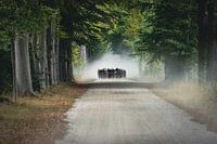 Rundfahrt um den Achterhoek - Holland Cup