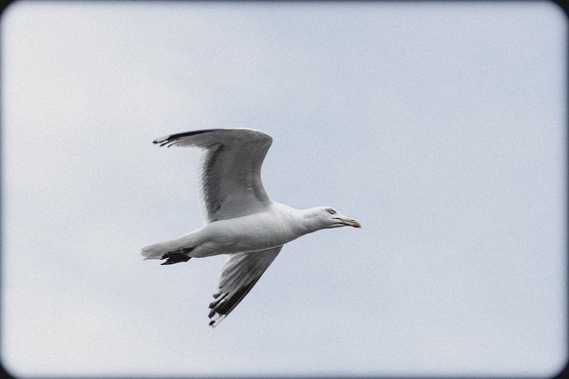 Eine Möwe auf der Jagd im Hafen von Zaankanteropavontuur