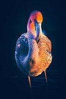 Flamingo bei Sonnenuntergang