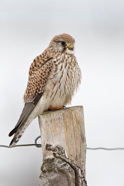 Turmfalke ( Falco tinnunculus ), Weibchen hockt im Winter auf einem alten verwitterten Zaunpfahl von wunderbare Erde