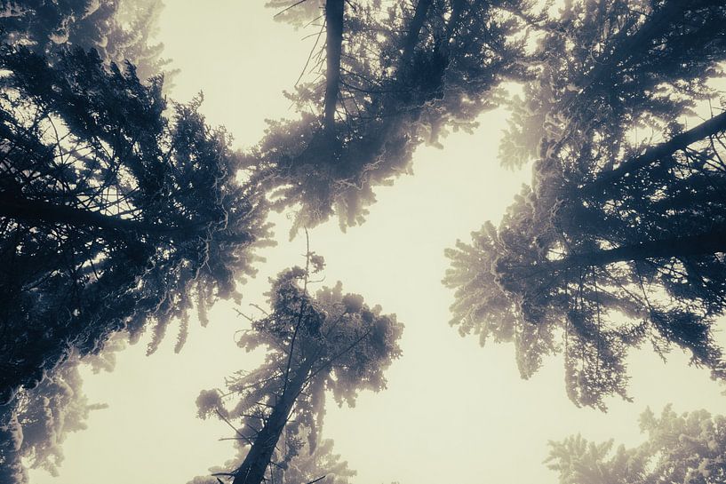 Bäume von unten, Innsbruck von Travel.san