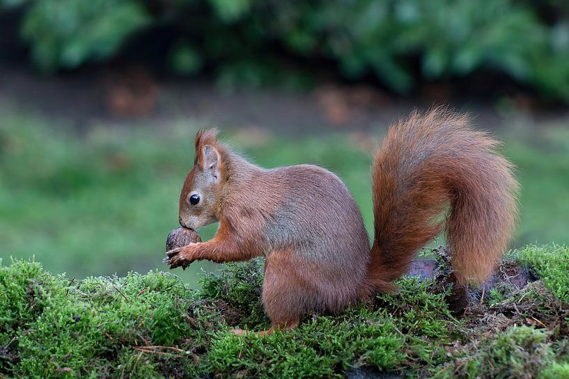 Eichhörnchen küsst die Walnuss von Klaartje Majoor