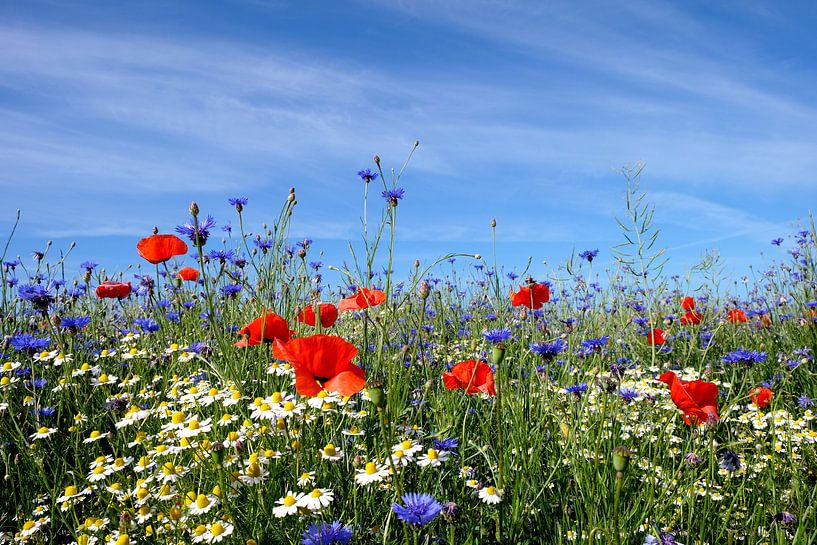 Sommer von Ostsee Bilder