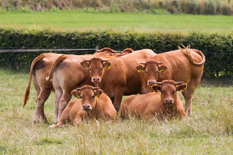 Starende  Limousin koeien von Ed de Cock