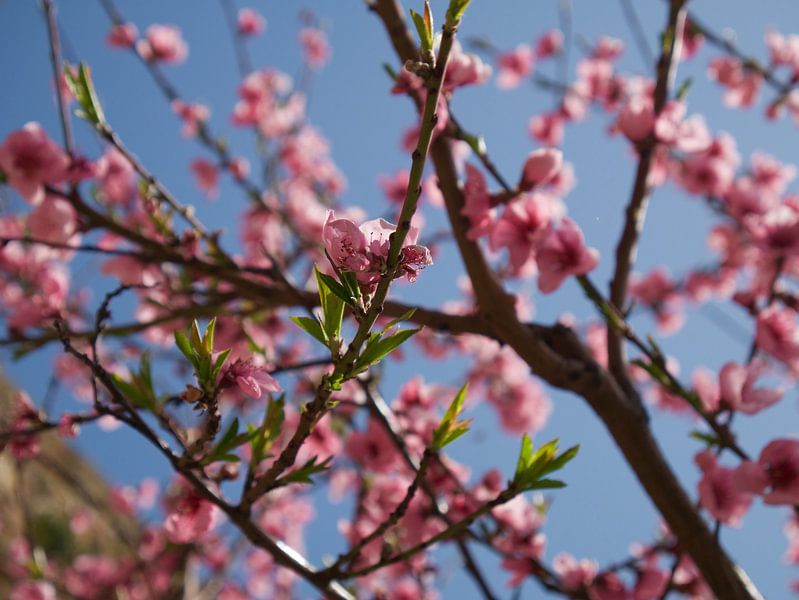 Pink blossom against a clear blue sky by Evy Bakker