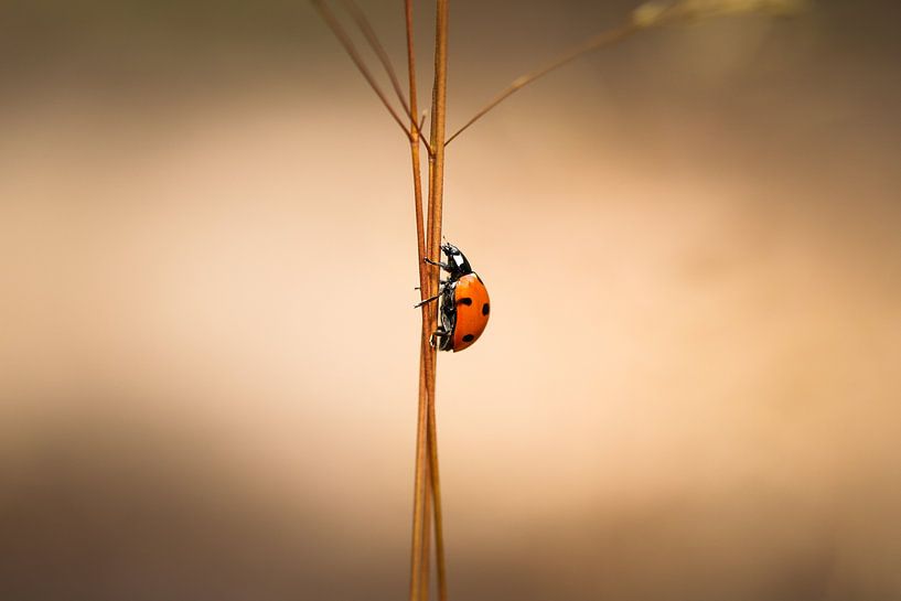Coccinelle par Anthony Damen