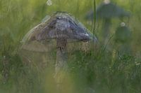 Mystères dans la nature