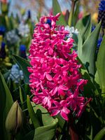 Hyacinth in the Keukenhof