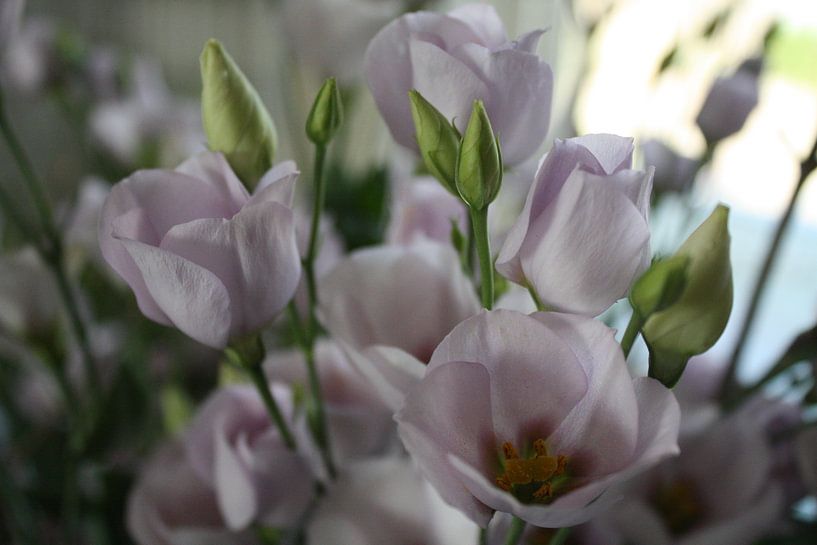 Hello, I love you! von Jose Vink