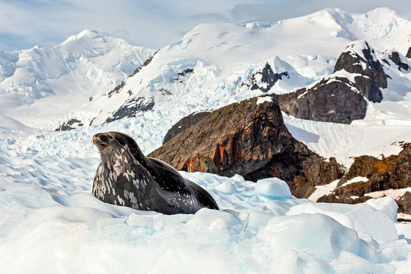 Seal on the ice by Roland Brack