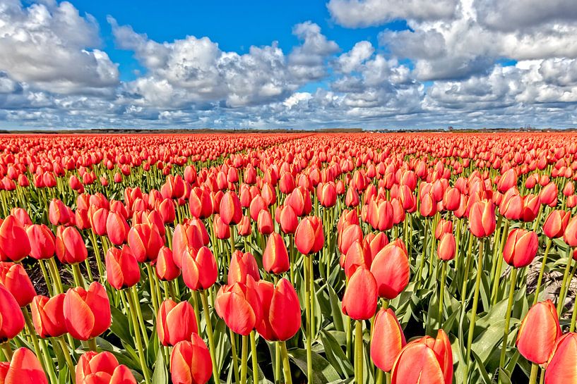 Paysage de tulipes par eric van der eijkj