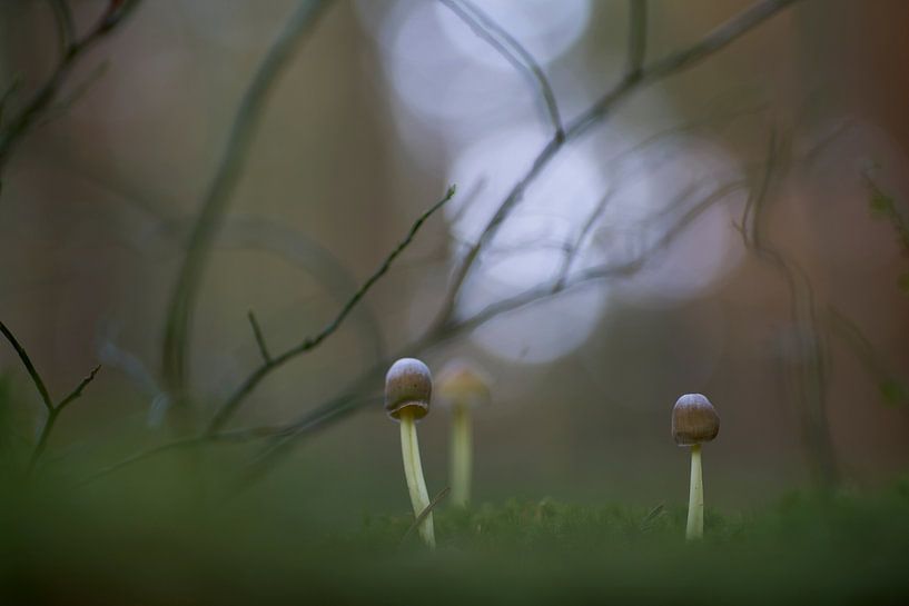 Among the blueberry bushes by Cor de Hamer