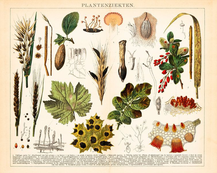 Antique botanical colour print of plant diseases by Studio Wunderkammer