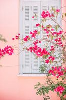 Fleurs roses sur un mur