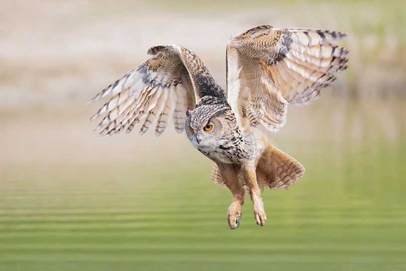 Eule von Larissa Rand