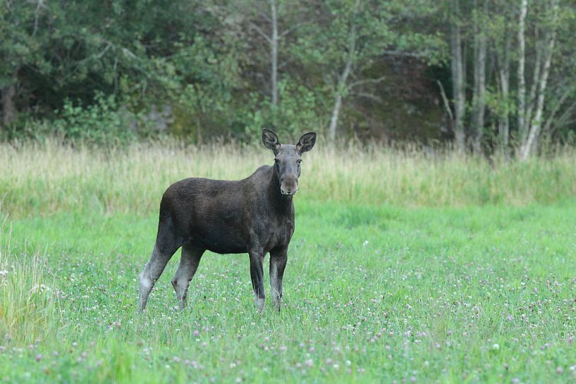 Elk in the meadow. by Alex Roetemeijer