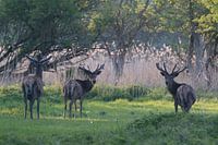 Red deer in the woods