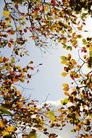 Couleurs d'automne et nuages