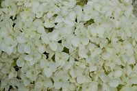 Annabelle hydrangea flower