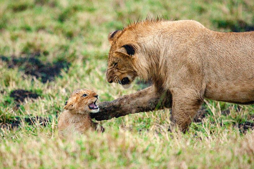 Comment ça va petit frère par Peter Michel
