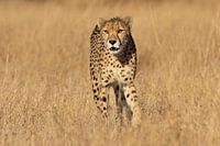 Gepard läuft durch das karge Gras