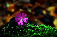 Little flower in the fall