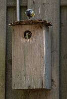 Mutter und Kind Kohlmeise