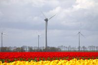 Tulpen met windmolen