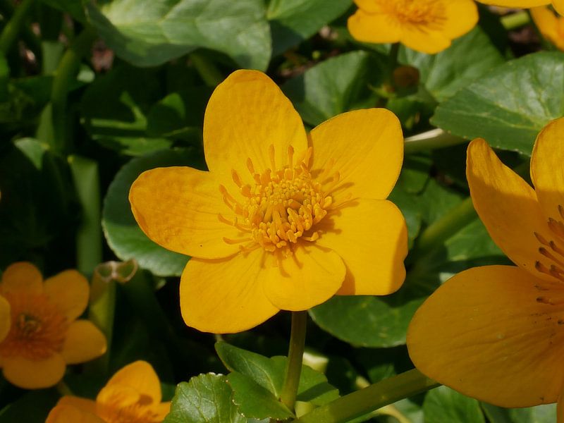 Königsklasse von Wim vd Neut