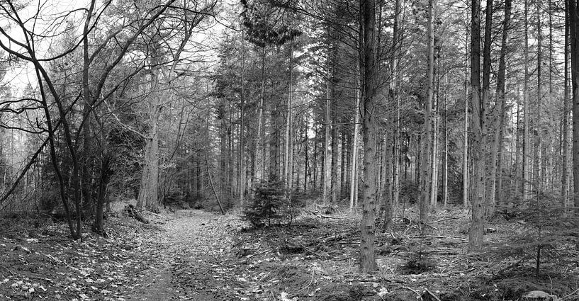Veluws Landschaft in Panorama und Schwarz-Weiß von Gerard de Zwaan