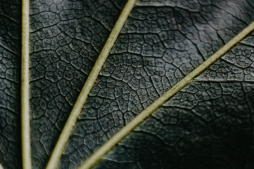 In detail by Desiree van den Burg