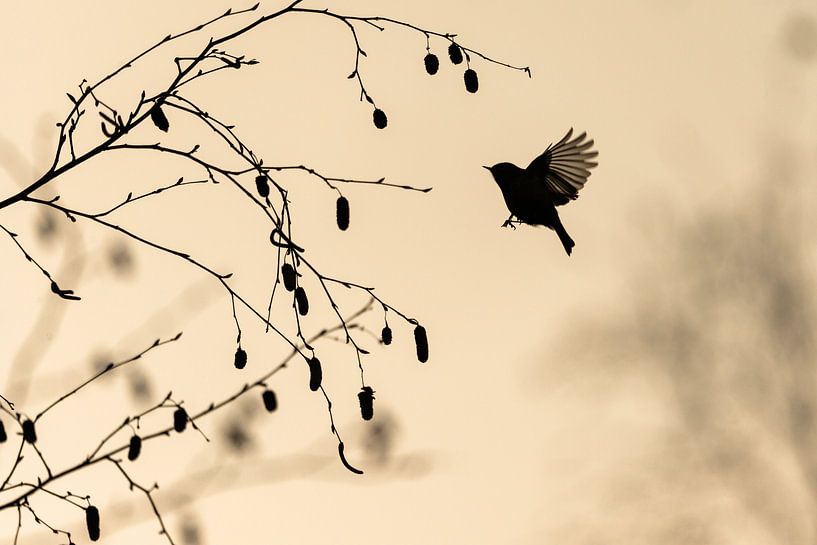 Schneller Knallfrosch von Bert Kok