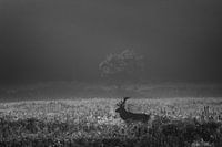 red deer in open field