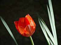 Frühlingsblumen-Sammlung