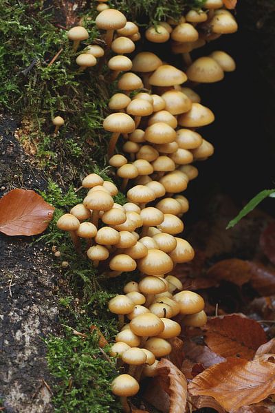 Kleine Pilze hochkant von Anja Bagunk