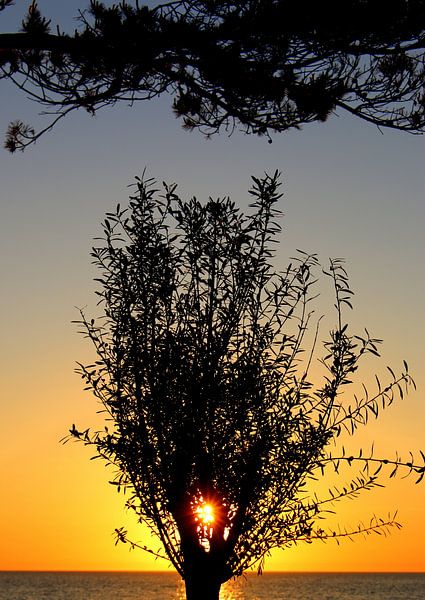 Tree in morning light by Inge Heathfield