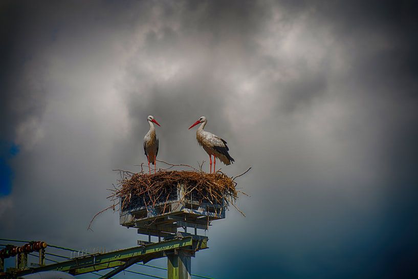Ooievaars op nest van FotoGraaGHanneke