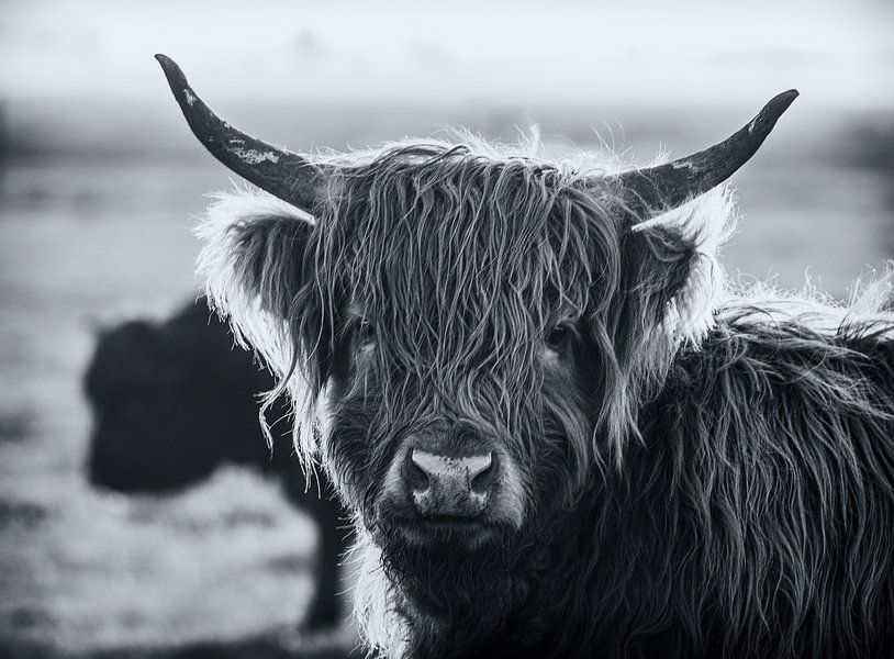 Highlander black and white by natascha verbij