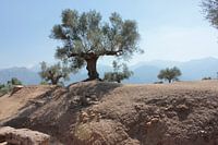 Olive tree in Sparta